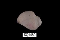 藏品(紫口珊瑚螺)的圖片